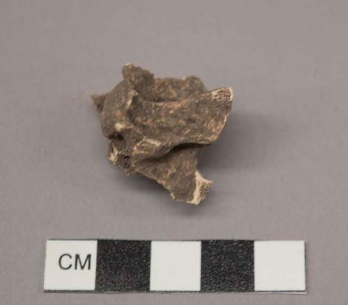 Faunal Remains, possibly Canis, cervical vertebrae