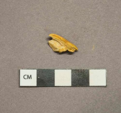 Unidentified tooth fragment