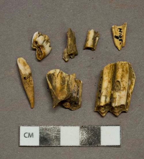 Faunal remain, tooth fragment