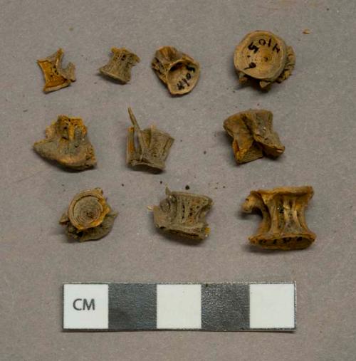 Fish vertebrae fragments