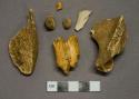Unidentified mammal bone fragments, 2 ungulate tooth fragments, 2 bone fragments calcined