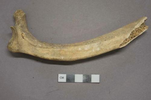 Bone mammal rib fragment, likely bovine