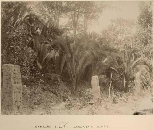 Stelae 1-3, looking east