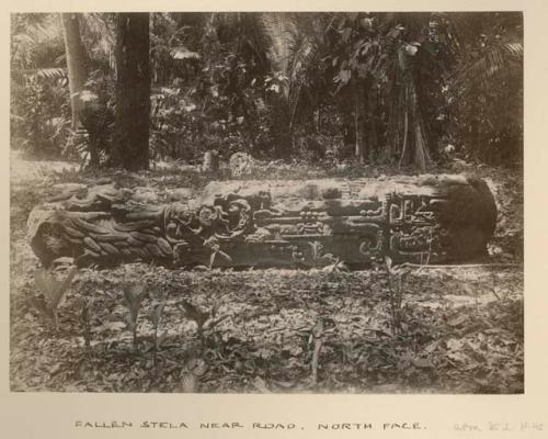 Fallen stela near road, north face