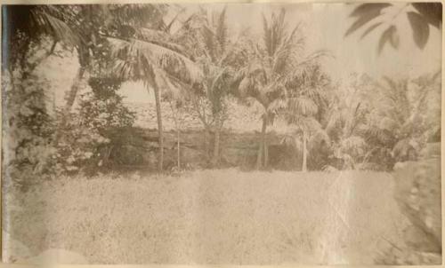 Structure covered with vegetation