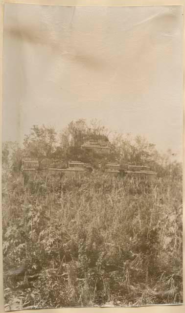 Structure covered with vegetation