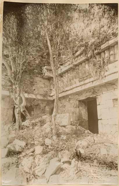 Structure covered with vegetation, rear view