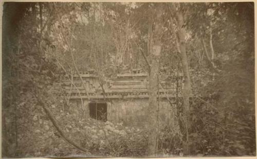 Palace covered with vegetation