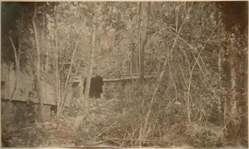 Structure covered in vegetation