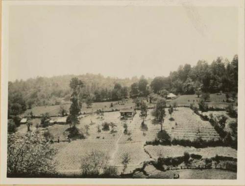 Terraced field