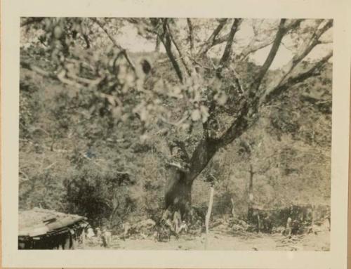 Group under a large tree