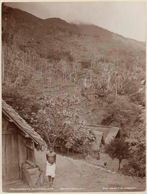 Yam gardens at Merelava