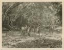 Dancing ground with banyan tree and drums