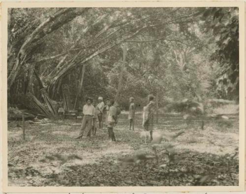 Dancing ground with banyan tree and drums