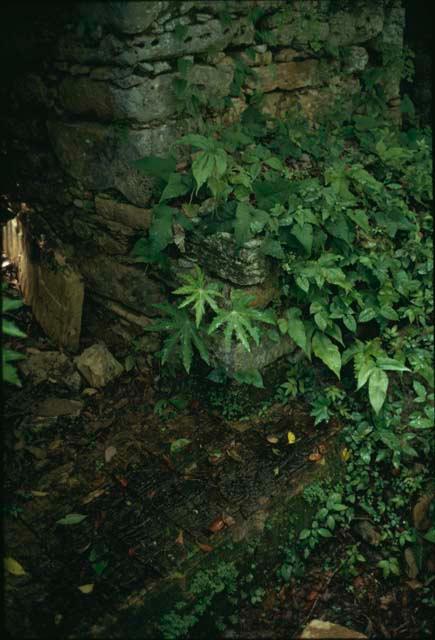 Yaxchilan, Structure 44, a hieroglyphic step