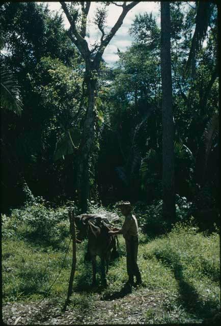 Clearing in forest with arriero and mule