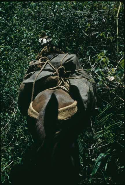 Arriero with cargo mule in forest