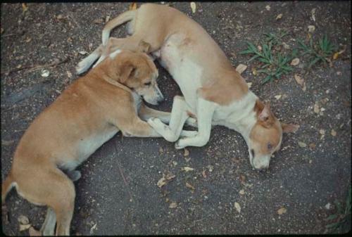 Abelardo Ventura's dogs, 'Gigante' and [?]