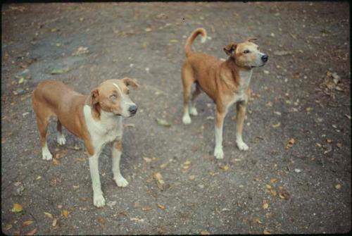 Abelardo Ventura's dogs, 'Gigante' and [?]