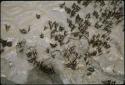 Yaxchilan, Butterflies on mudbanks of Usumacinta River