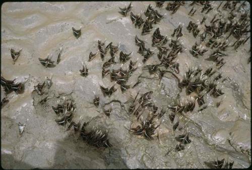 Yaxchilan, Butterflies on mudbanks of Usumacinta River