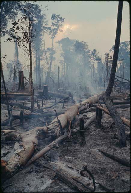 Clearing forest for milpa