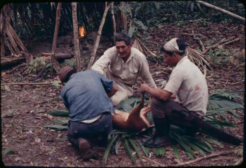 Skinning brocket deer