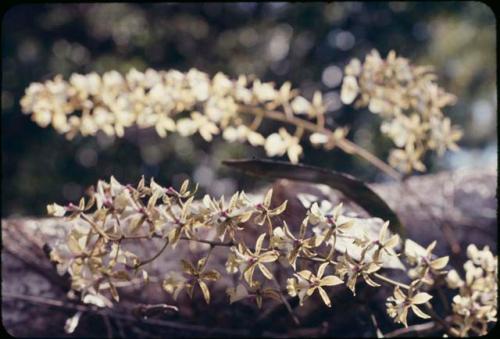 Tree orchid