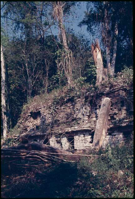Yaxchilan, tree felled by Bruggemann