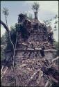 Yaxchilan, Structure 40, after tree felling, 1973