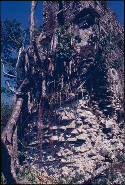 Yaxchilan, Structure 33, repairs at East end, 1973