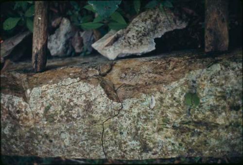 Naranjo, Stela 32, showing cracks caused by heating of looter's fire or blows