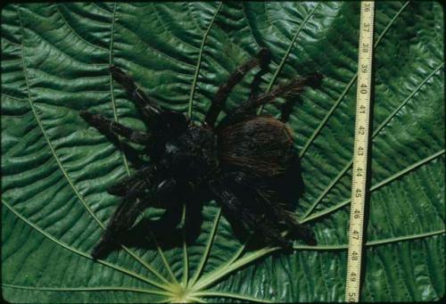 Chiboj spider