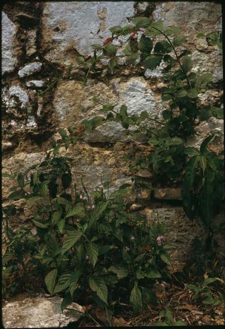 Yaxchilan, masonry detail and flowers