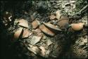 Naachtun, Polychrome plate discarded by looters