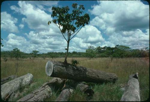 Amapola tree growing out of log