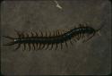 Scolopendra centipede