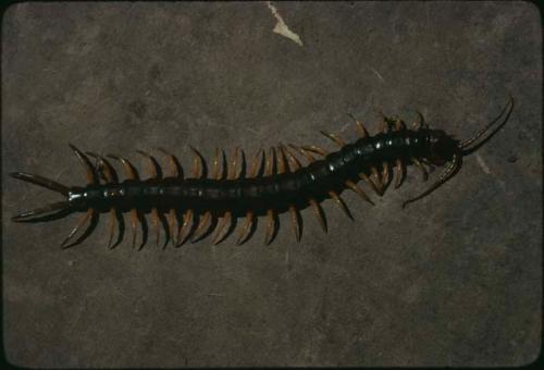 Scolopendra centipede