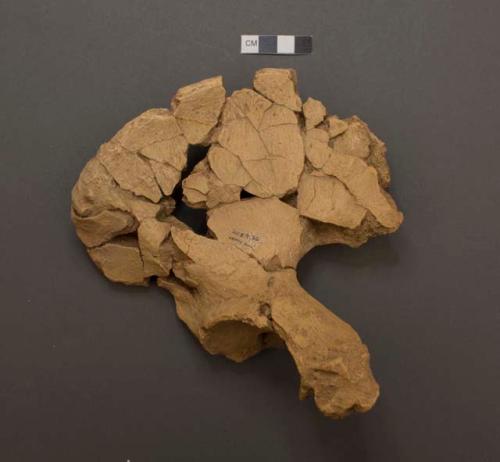 Homo heidelbergensis