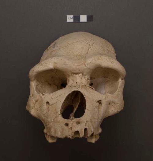 Homo heidelbergensis