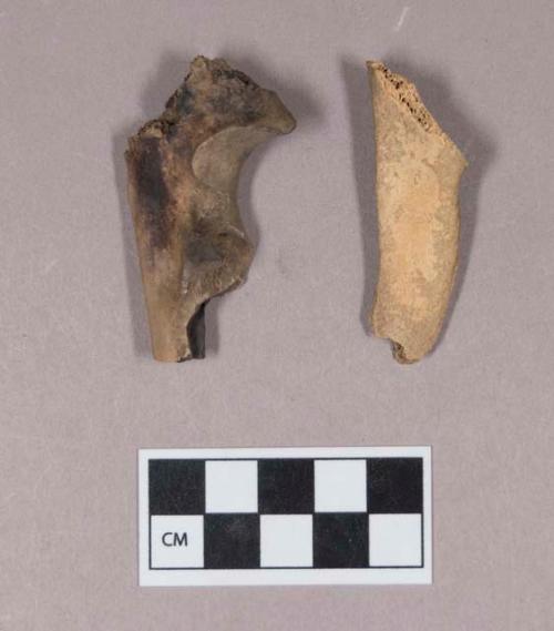 Animal bone fragments, including partially burned ulna fragment