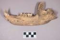 Animal bone, mandible with some teeth intact