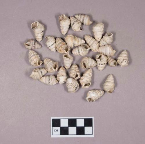 Gastropod shells