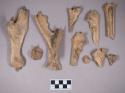 Animal bone fragments, mammal and bird, including scapula, ulnas, pelvis