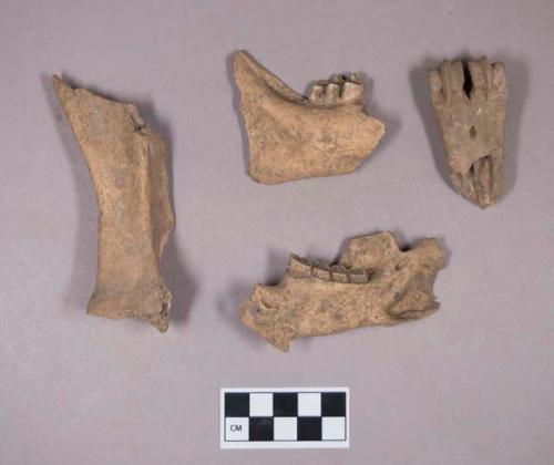 Animal bone fragments, including scapula, metapodial, and mandible fragments with teeth intact