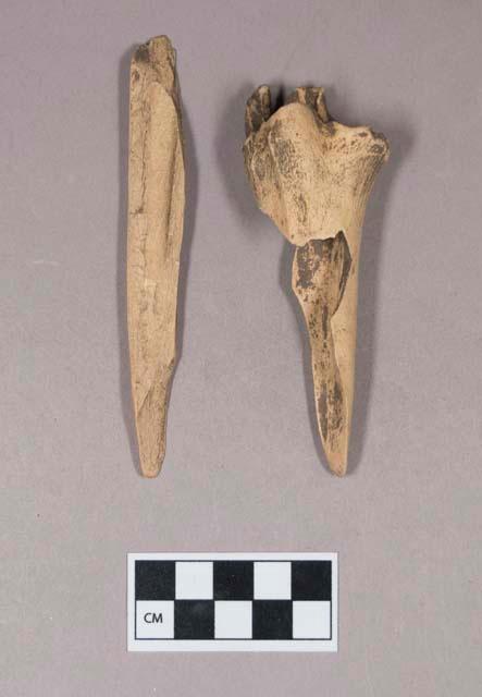 Worked animal bone tools, flattened and shaped at one end