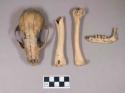 Faunal remains, raccoon skull and mandible, and bird bones