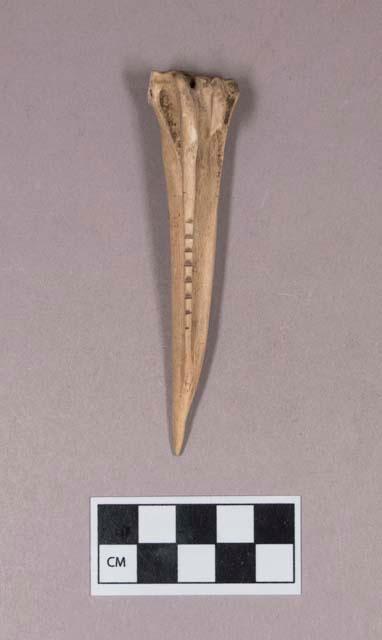 Worked animal bone awl, with incised lines or cut marks, notched along one edge