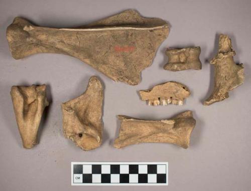 Bone, mammal faunal remains