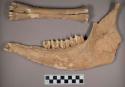Bone, mammal faunal remains, includes mandibles and teeth